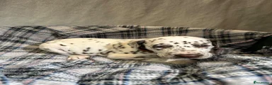 Puppy brown collar 
