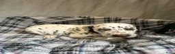 Dalmatian dogs for sale: Dalmatian puppies  in Okehampton - Advert 4