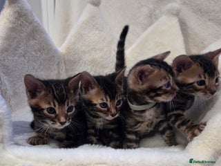 Bengal cats Tica register Bengal Kittens 😸 - Advert 10