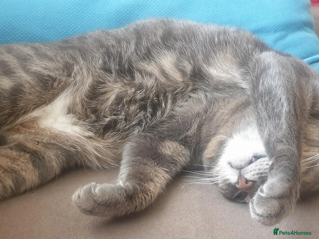 Domestic Shorthair cats for sale: Affectionate indoor cat seeks loving home - Advert 17