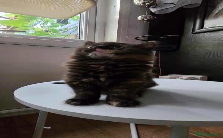 Maine Coon cats - Advert 12