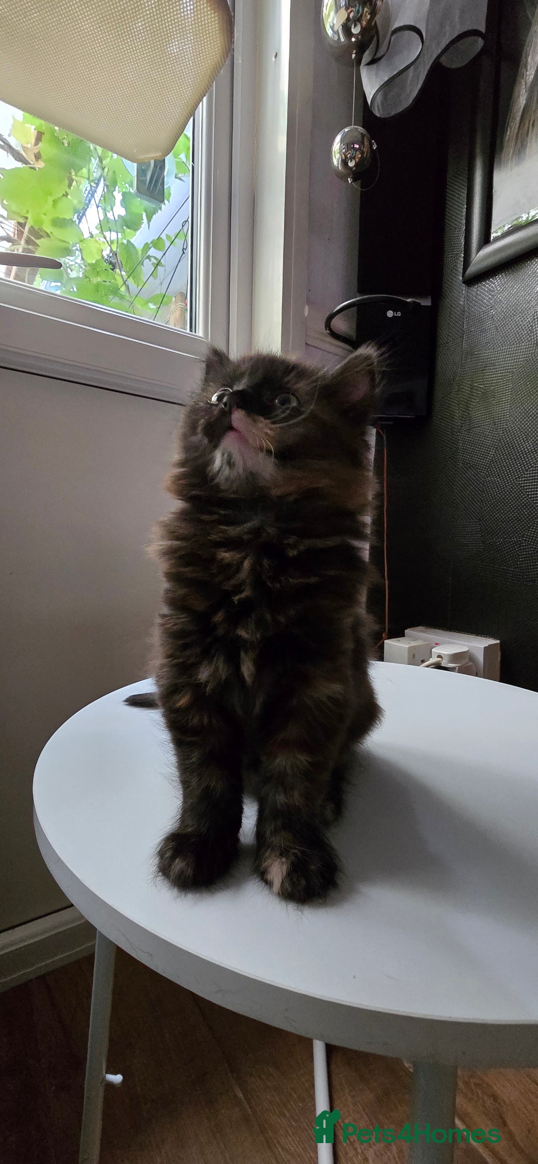 Maine Coon cats for sale: Amazing tortie Mainecoons REDUCED! - Image 1