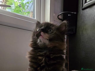 Maine Coon cats - Advert 27