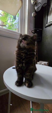 Maine Coon cats - Advert 14