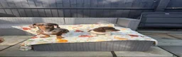 Miniature Dachshund dogs for sale: KC Reg Chocolate Piebald Long Hair Mini Dachshund - Advert 7