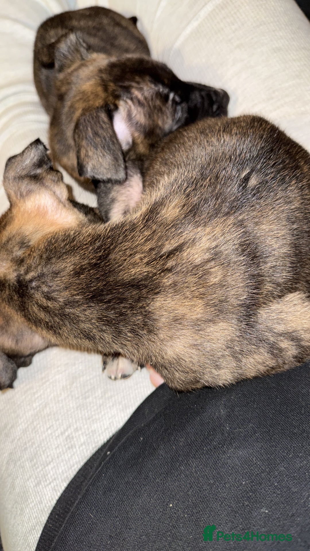 Mixed Breed dogs for sale: sunshine - Advert 3