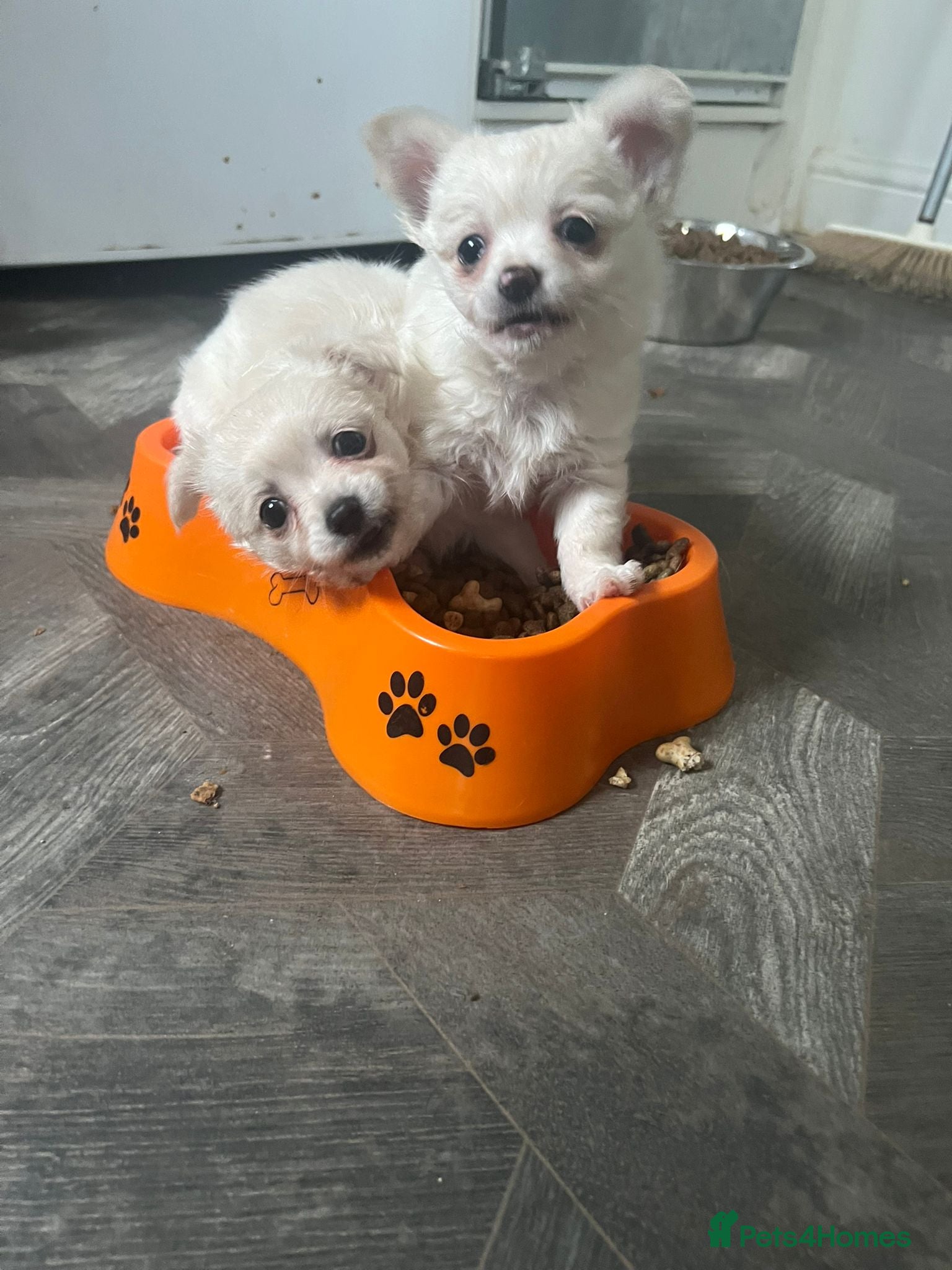 Chihuahua dogs Stunning chihuahua babies - Advert 2