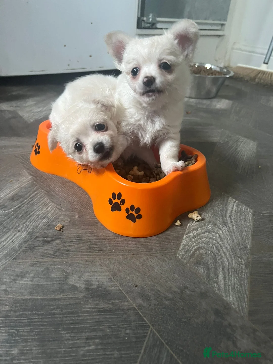 Chihuahua dogs for sale: Stunning chihuahua babies in Newark - Advert 1