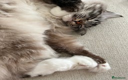 Ragdoll cats for sale: Male 6 year old Tabby Lynx Ragdoll cat - Image 9