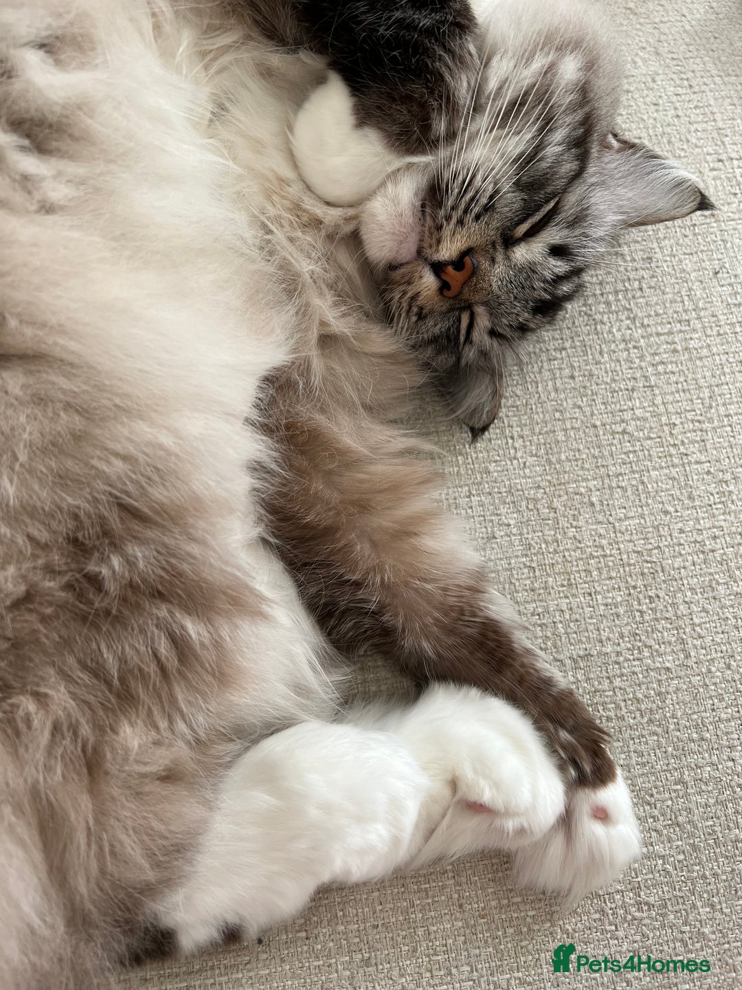 Ragdoll cats for sale: Male 6 year old Tabby Lynx Ragdoll cat - Image 9