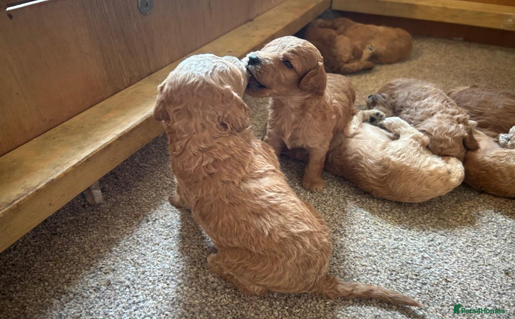 Labradoodle dogs - Advert 10