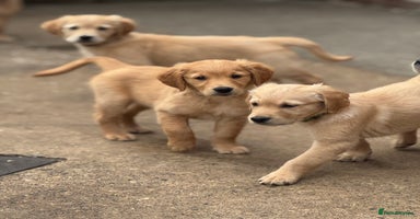 Golden Retriever dogs - Advert 2