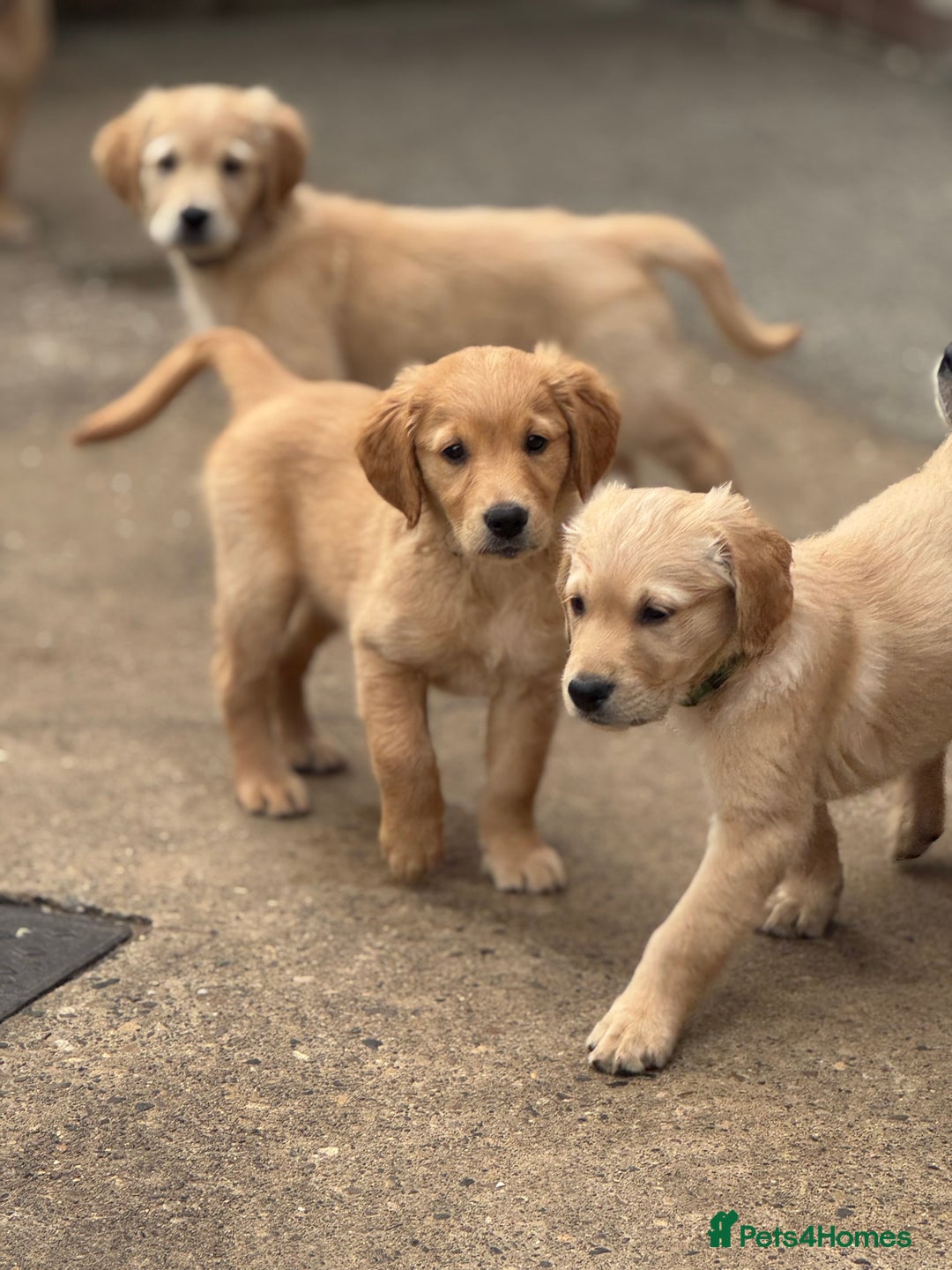 Golden Retriever dogs for sale: KC Registered Golden Retrievers puppies. - Image 3