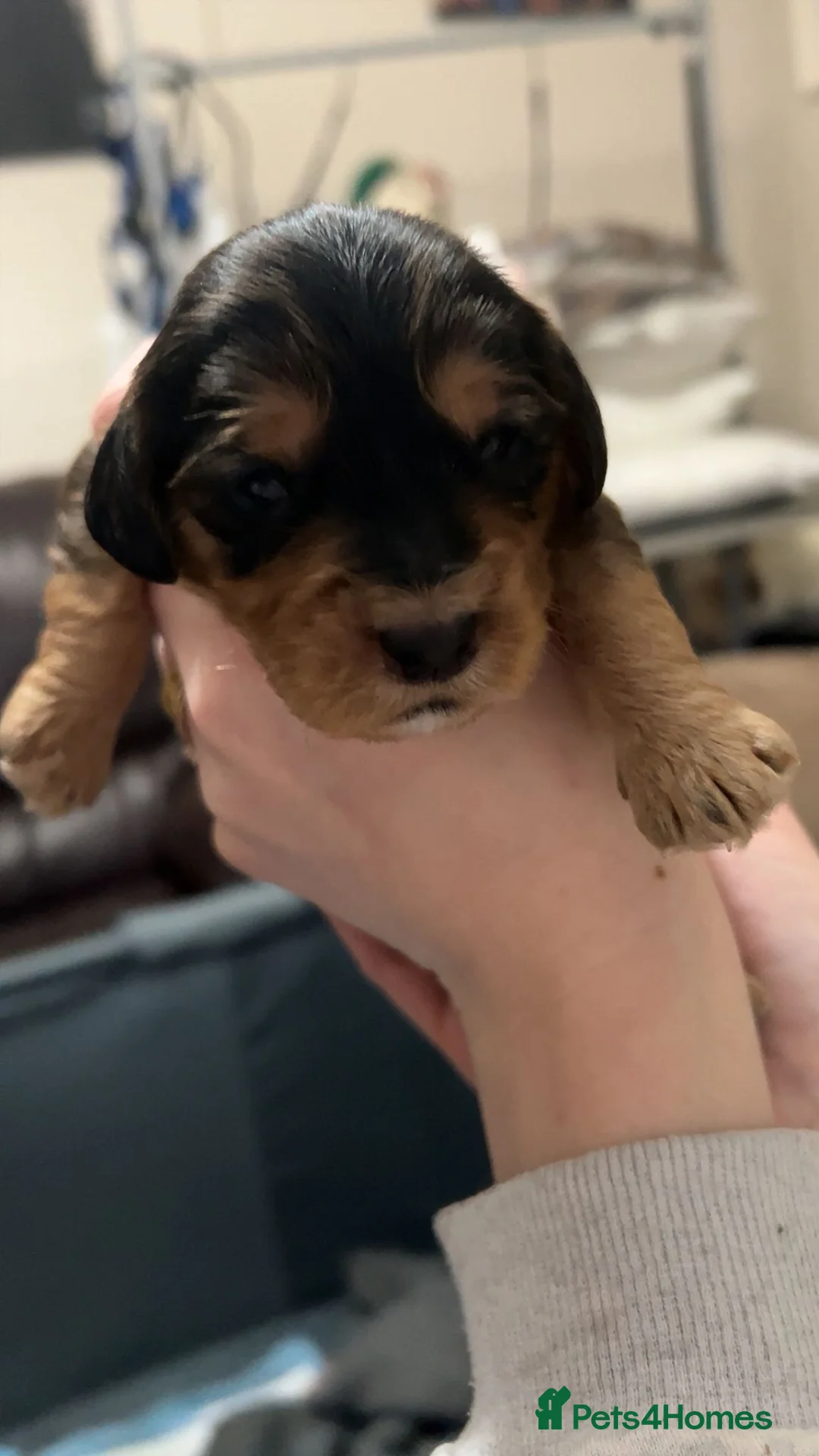 Cockapoo dogs for sale: Beautiful cockapoo puppies - Advert 26