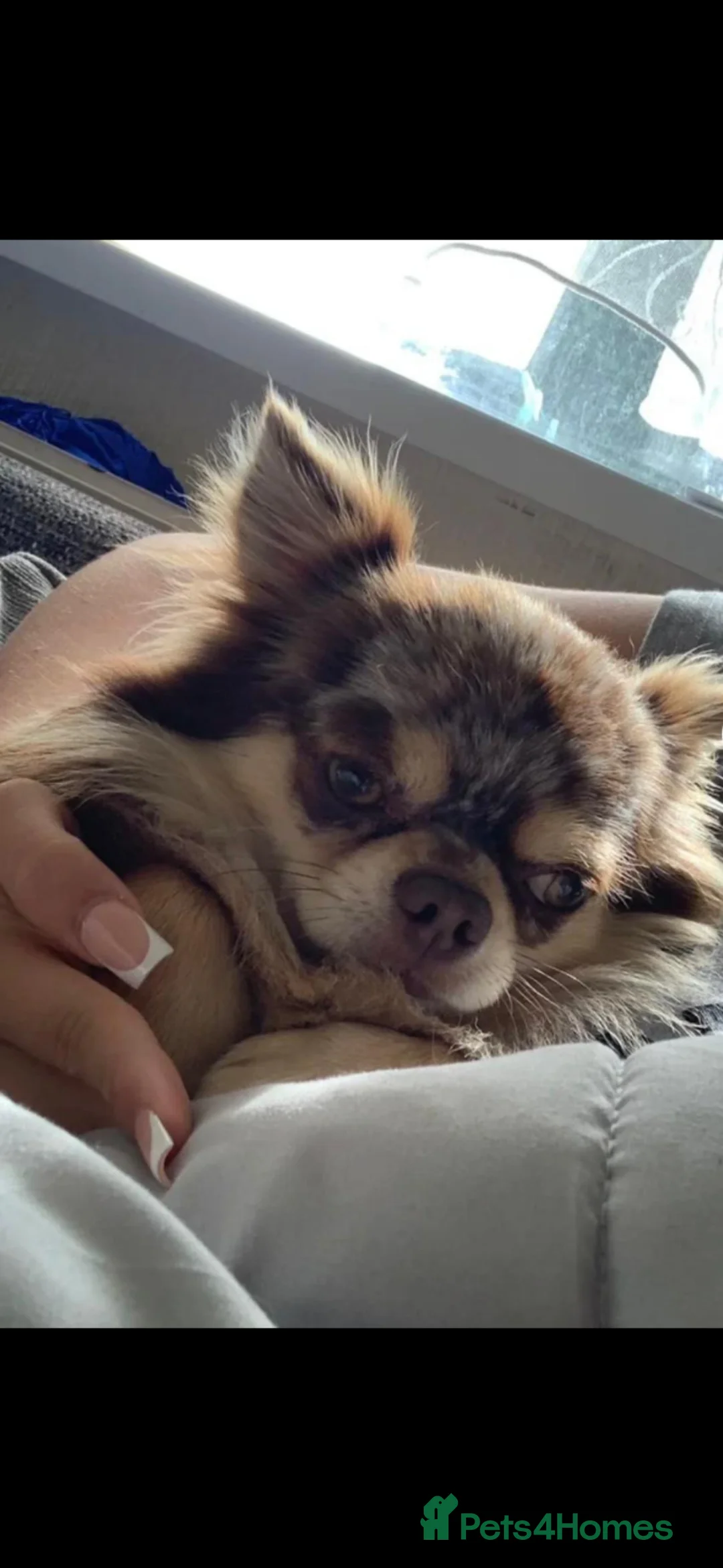 Chihuahua dogs for sale: Marley for sale . Stunning chihuaha boy two years. in Cradley Heath - Advert 2