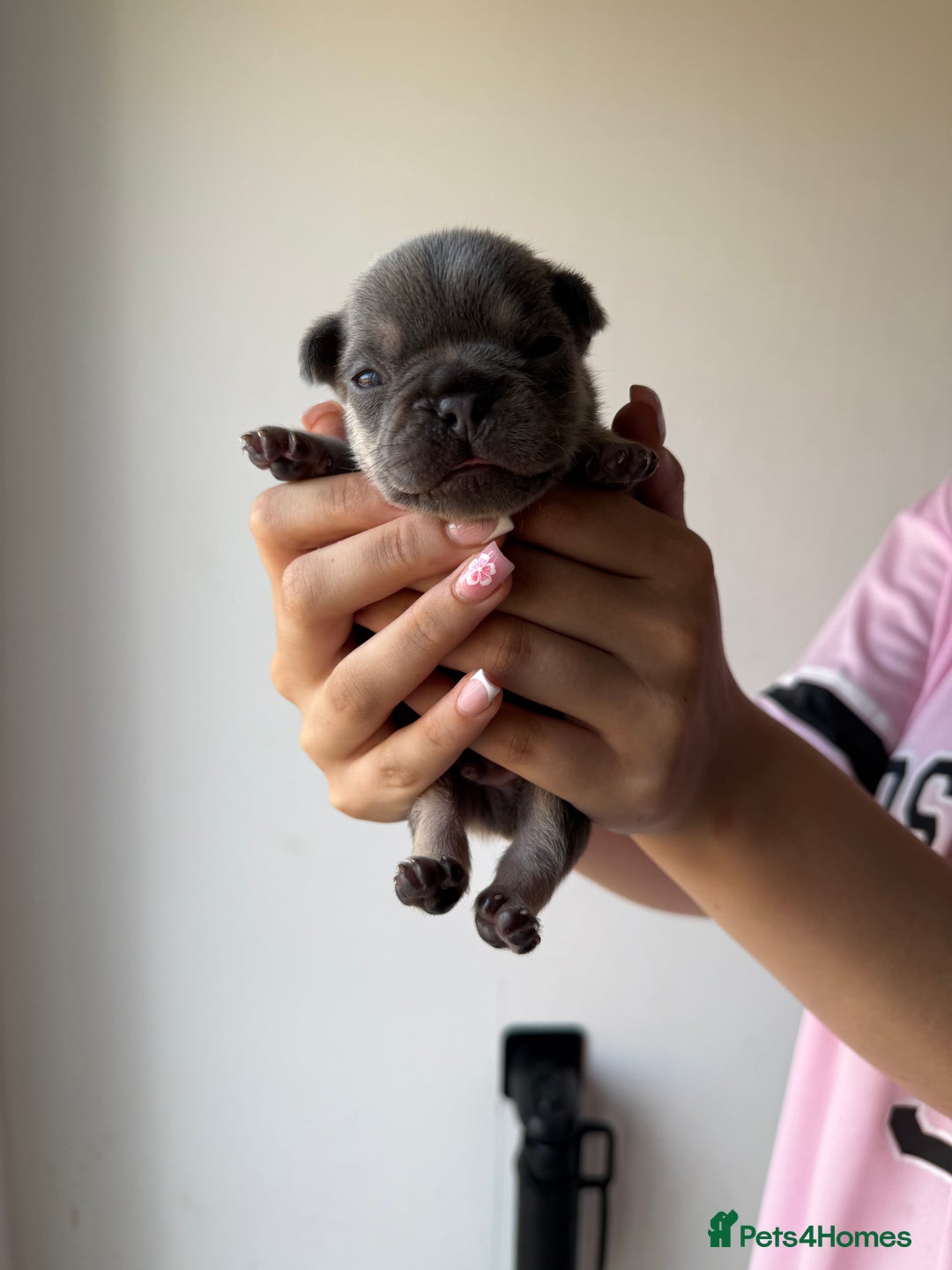 French Bulldog dogs for sale: French bull dogs for sale  - Image 2