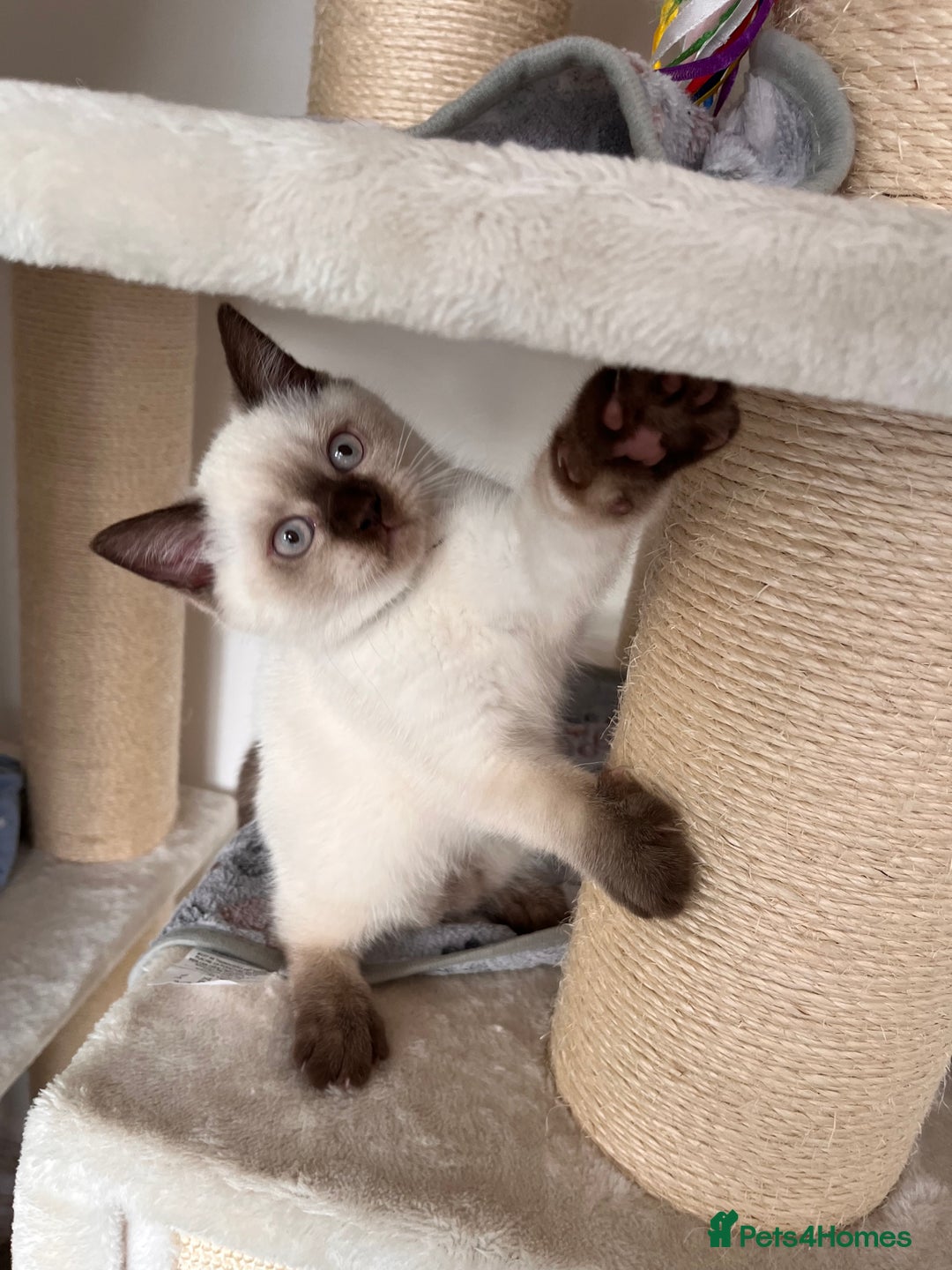 British Shorthair cats for sale: Adorable kittens available (1 female left!!) - Advert 4