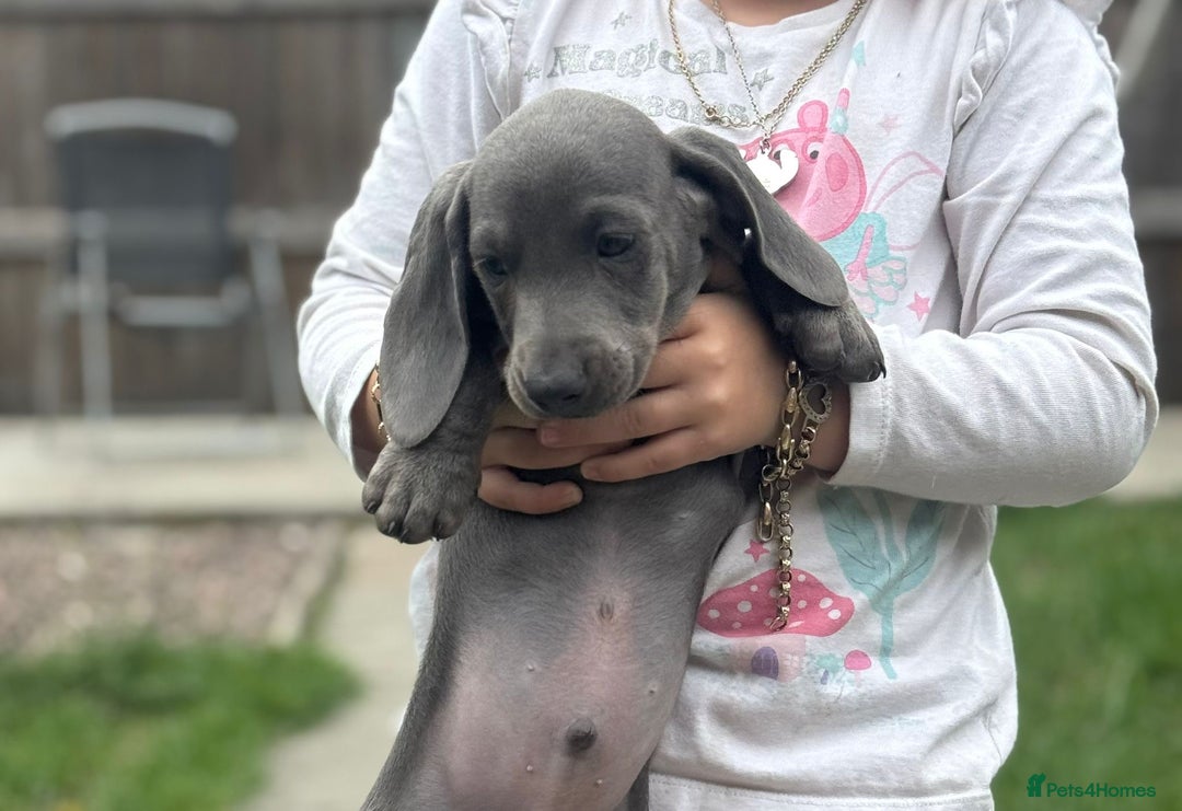 Dachshund dogs for sale: Isabella blue dachshund puppies  - Image 7