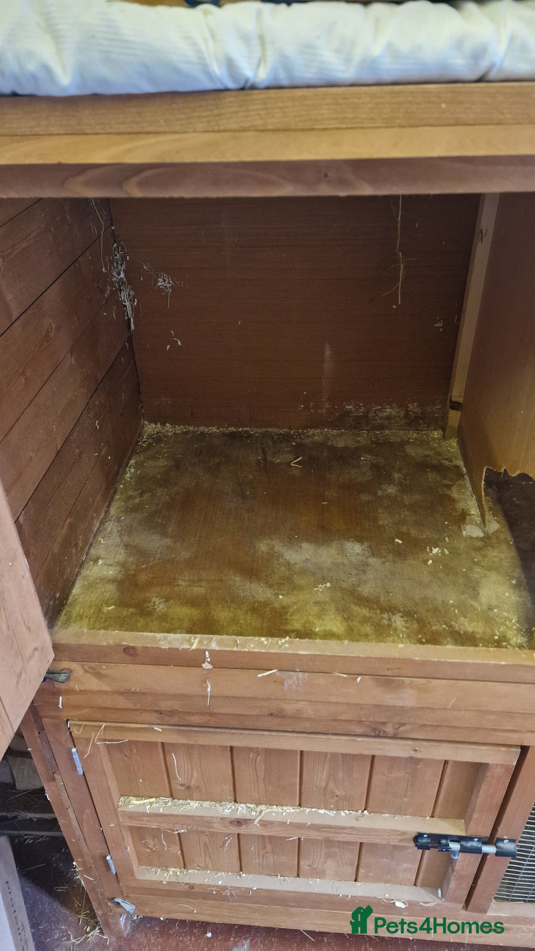 Guinea Pig rodents for sale: Guinea Pig set-up - Image 5