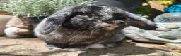 Mini Lop rabbits for sale: Beautiful black magpie mini lop buck  - Advert 5
