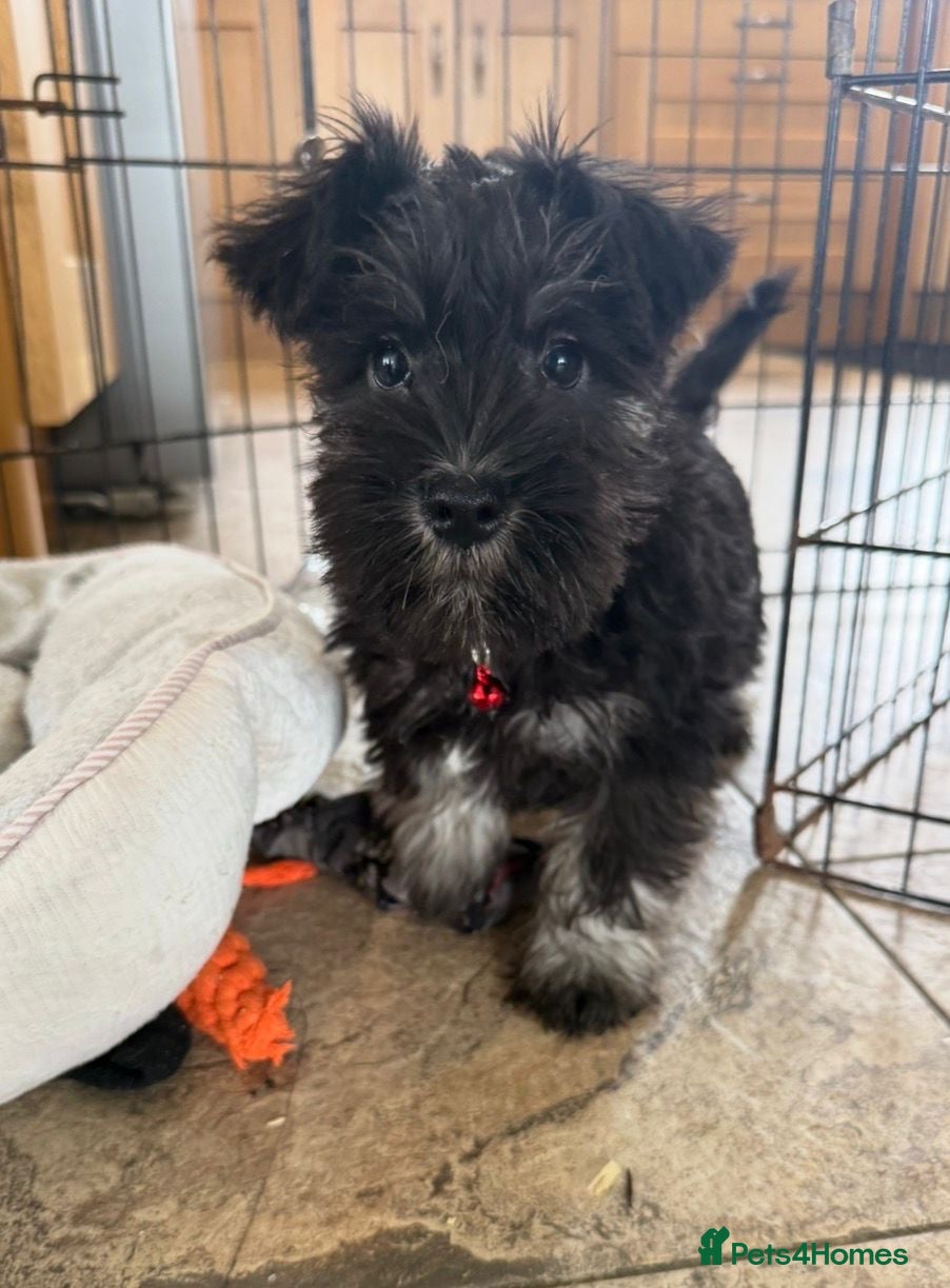 Miniature Schnauzer dogs Miniature schnauzer pups - Advert 4