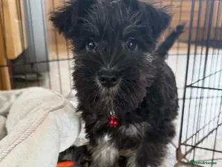 Miniature Schnauzer dogs Miniature schnauzer pups - Advert 4