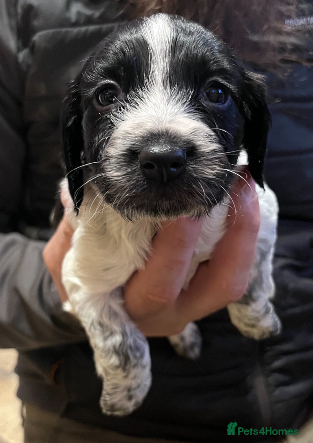 Cocker Spaniel dogs for sale: Stunning cocker spaniel puppies (blue roans)  - Advert 6