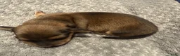 Miniature Dachshund dogs for sale: Stunning PRA clear L/H champion pup  - Advert 5
