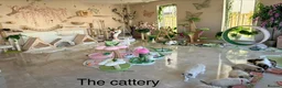 Ragdoll cats for sale: Beautiful Ragdoll kittens from European lines - Advert 19