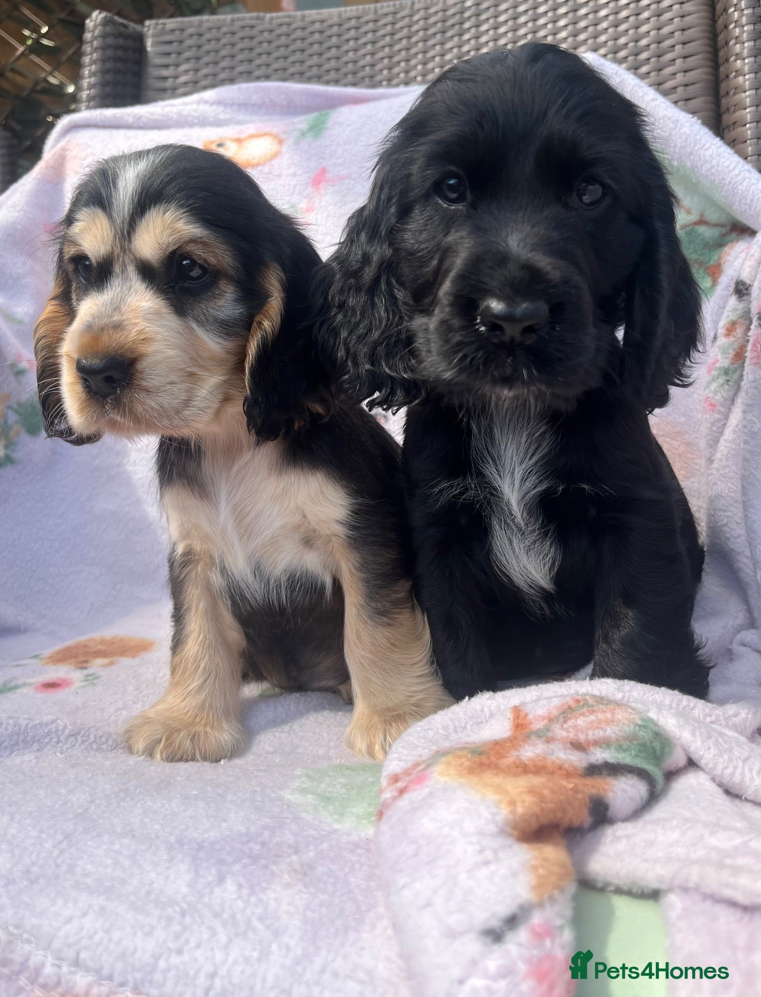 Cocker Spaniel dogs Kc show type cocker spaniel puppies - Advert 1