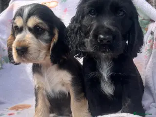 Cocker Spaniel dogs Kc show type cocker spaniel puppies - Advert 1
