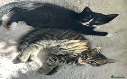 Mixed Breed cats for sale: 3x playful and sweet little kittens - Image 11
