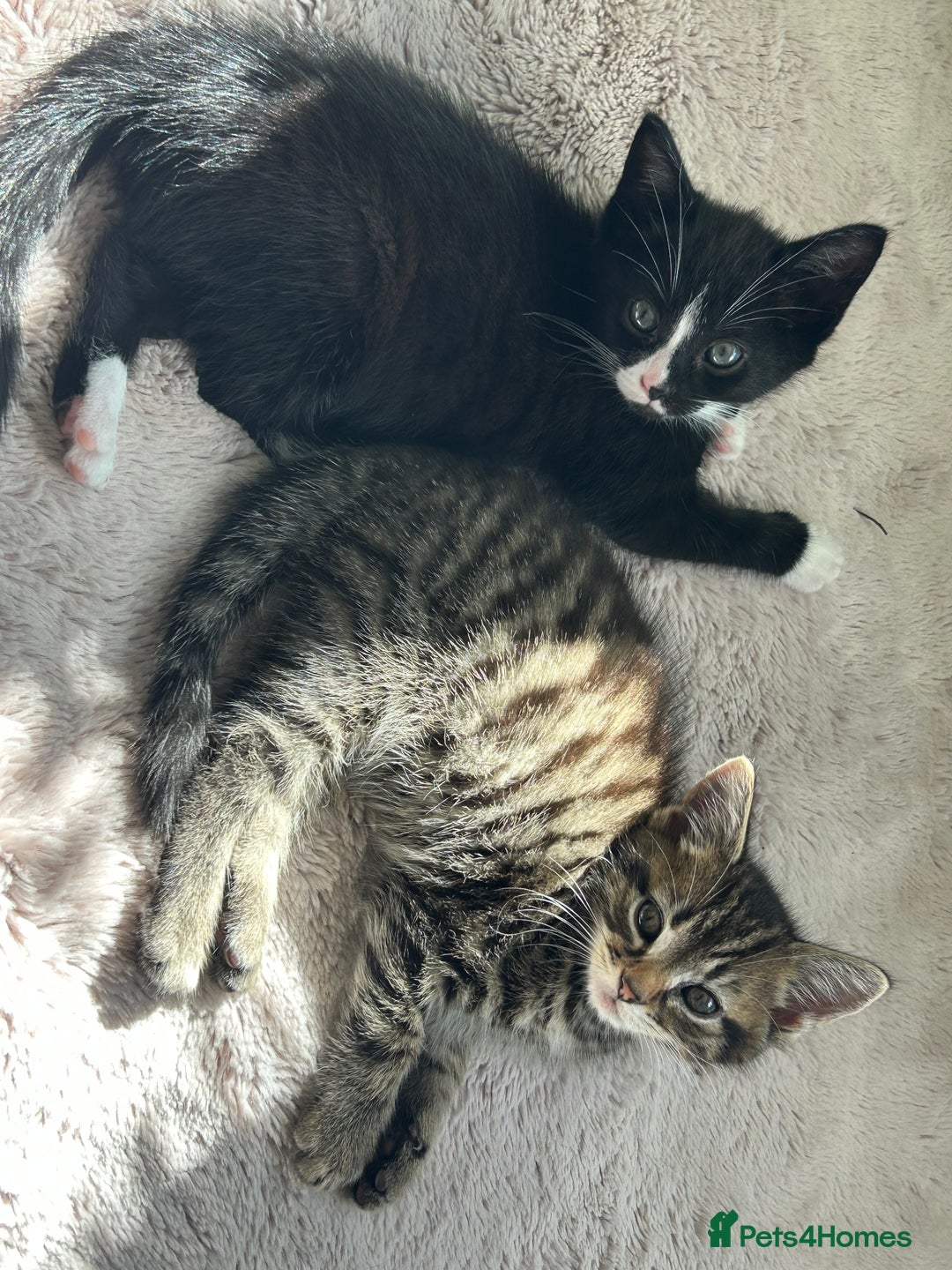 Mixed Breed cats for sale: 3x playful and sweet little kittens - Image 11