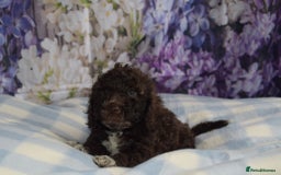 Cockapoo dogs for sale: sable & phantom & tri colour cockapoo puppies  - Image 39