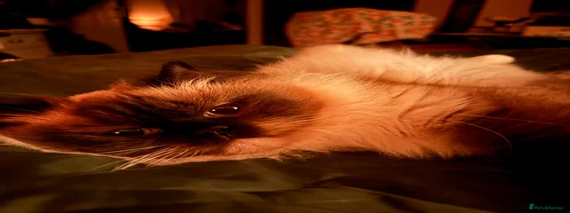 Lady Penelope