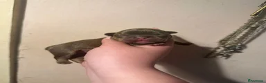 New shade chocolate and tan male