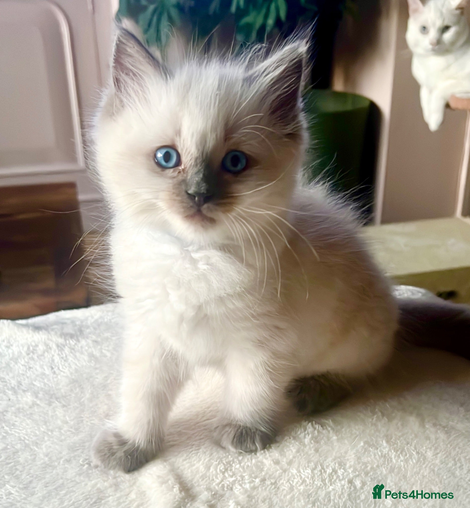 Ragdoll cats Stunning chunky Blue Point Ragdolls - Advert 18