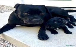 Cane Corso dogs for sale: 🐾 Cane Corso Puppies for Sale  - Image 5