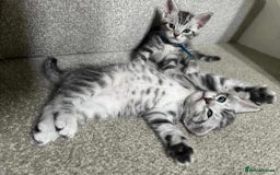 Maine Coon cats for sale: ✨2 Boys and 3 Girls Maine Coon kittens ✨🐾 - Image 19