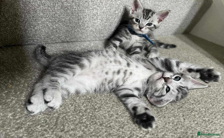 Maine Coon cats - Advert 9