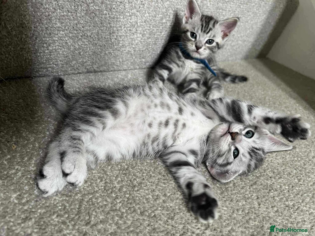 Maine Coon cats for sale: ✨2 Boys and 3 Girls Maine Coon kittens ✨🐾 - Image 19