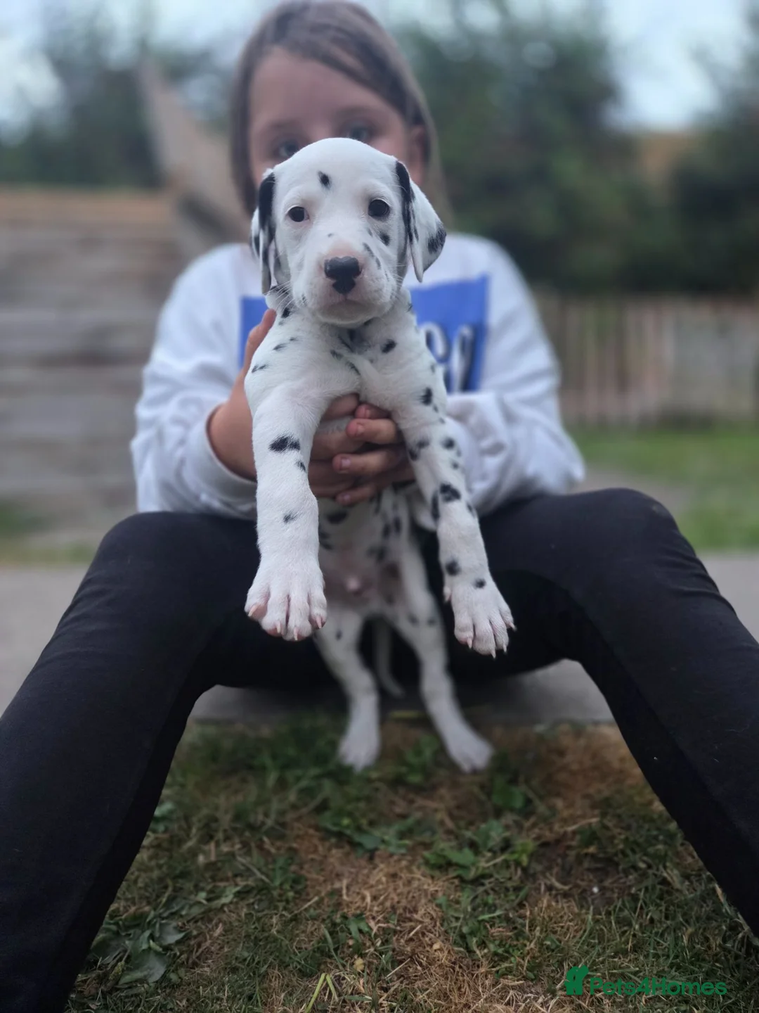 Dalmatian dogs for sale: LIVER AND BLACK DALMATIAN PUPPYS - Advert 8