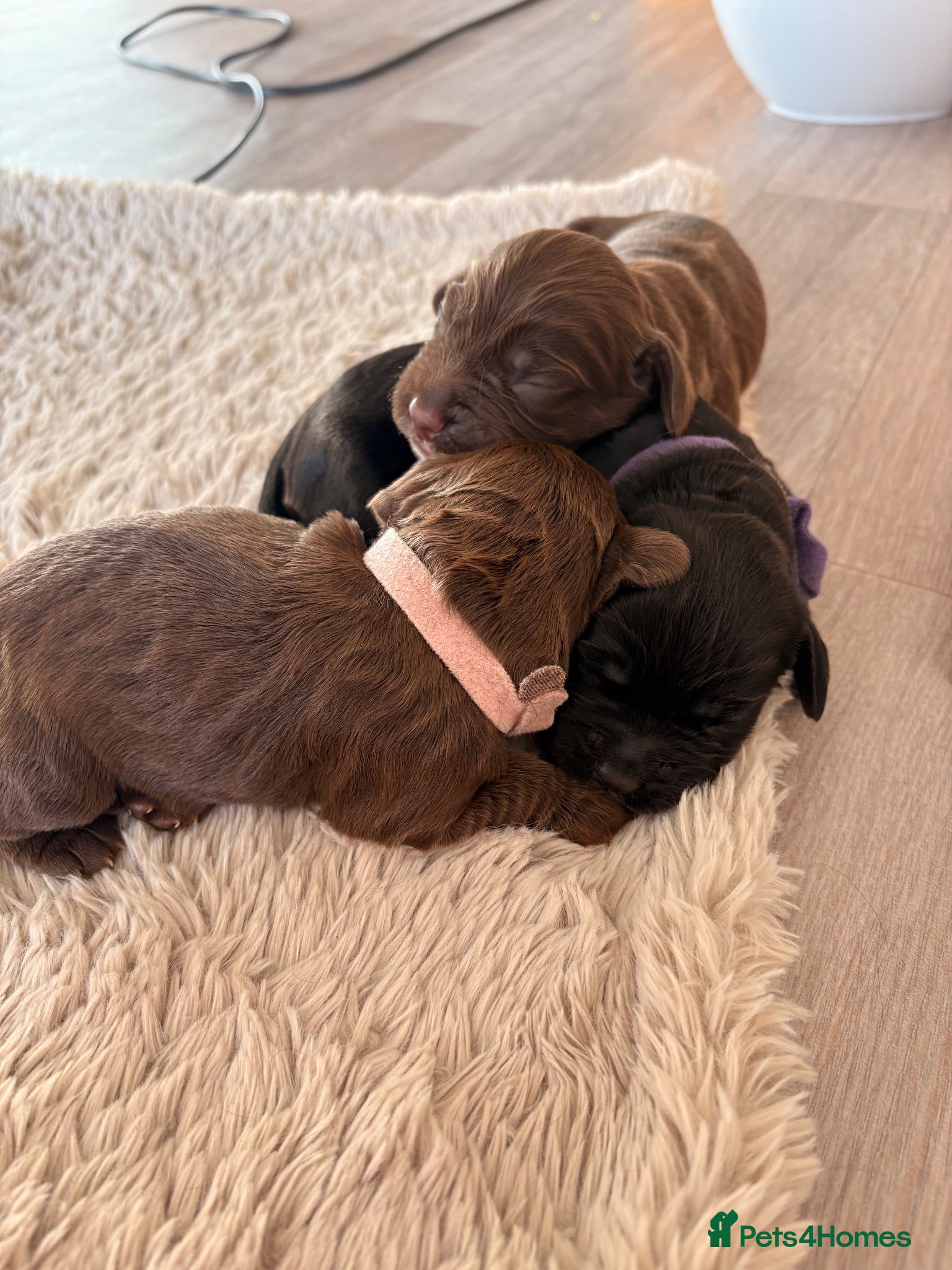 Cocker Spaniel dogs Beautiful Working cocker spaniels - Advert 1