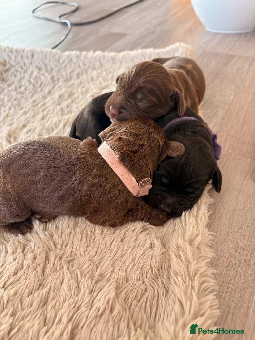 Cocker Spaniel dogs for sale: Beautiful Working cocker spaniels - Advert 1