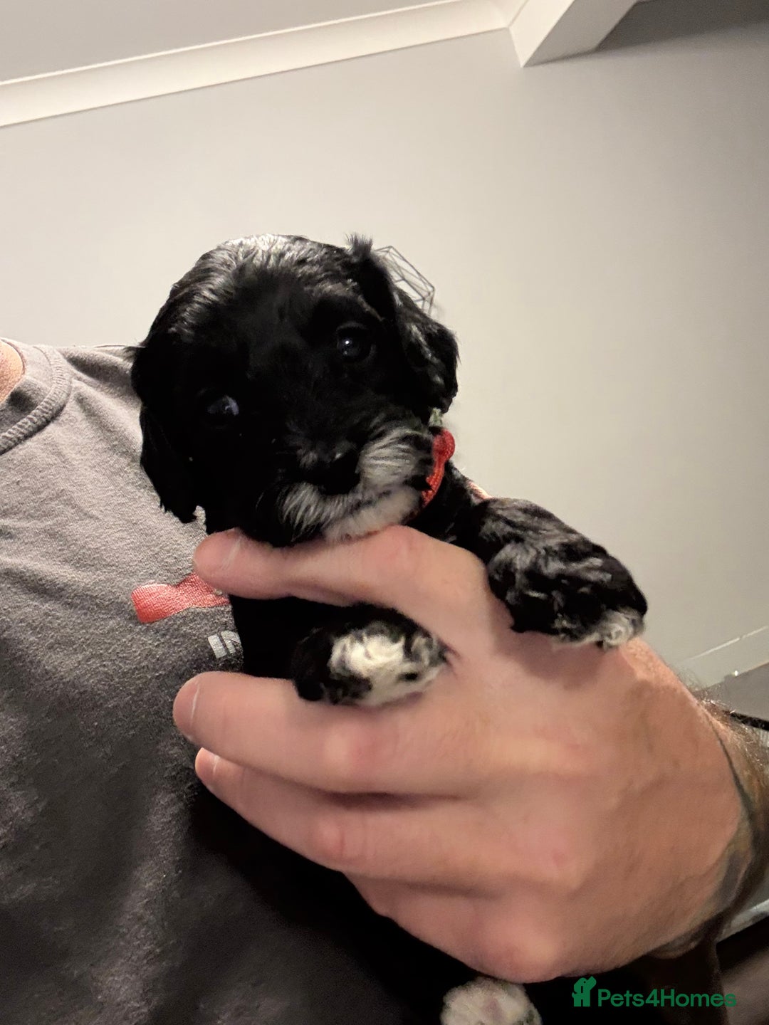 Cavapoo dogs for sale: Mini CavaPoos - Advert 4