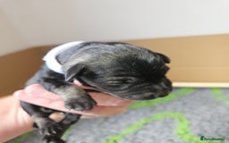Miniature Schnauzer dogs for sale: Miniature schnauzer's due, KC, Mac, low COI - Image 13