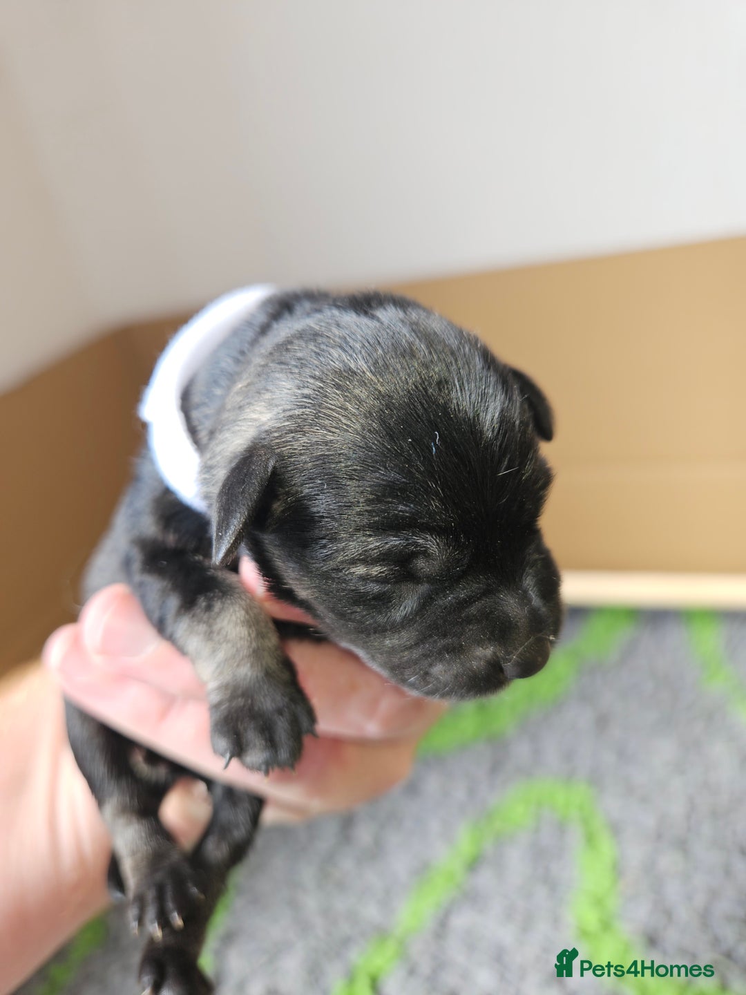 Miniature Schnauzer dogs for sale: Miniature schnauzer's due, KC, Mac, low COI - Image 13