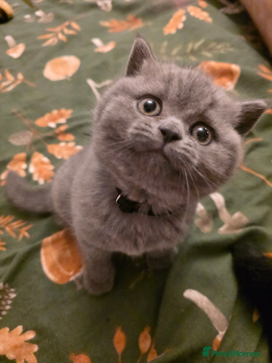 British Shorthair cats for sale:  GCCF British Shorthair - Champion Bloodlines  - Advert 4