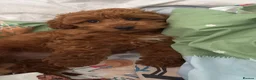 Cavapoo dogs for sale: Beautiful Red cavapoo Puppy for sale  - Advert 3