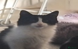 British Longhair cats for sale: Big boy - Image 5